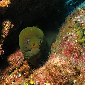 green moray