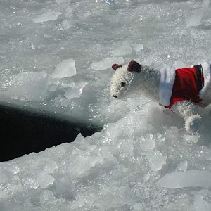 You're kidding. Right?