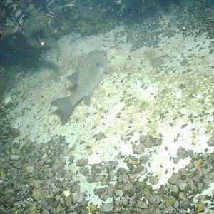 Comal 4/2/09 Night Dive