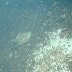 Comal 4/2/09 Night Dive