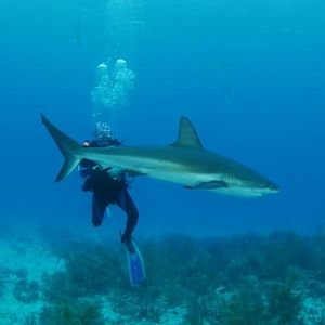 Reef shark