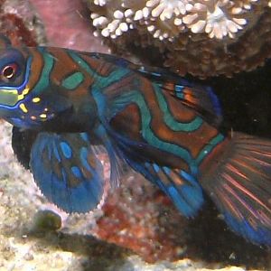 MandarinFish