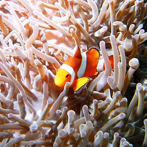 FalseClownAnemonefish