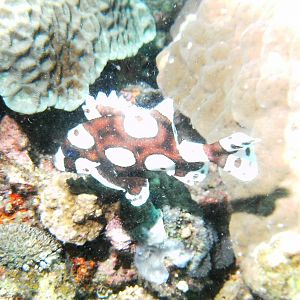 JuvenileHarlequinSweetlips