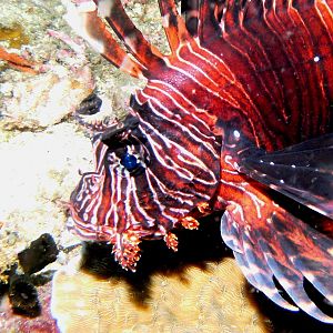 Lionfish