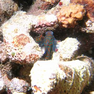 2MandarinFish
