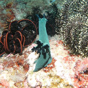 Nudi