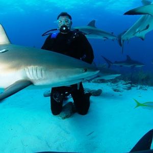 Reef Sharks