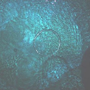 Dos Ojos - airbubbles from DM Ross