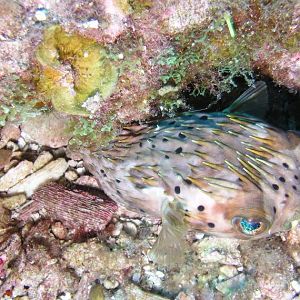 ninja puffer