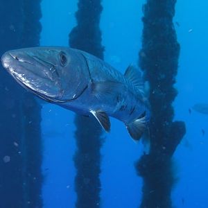 ooooh, barracuda