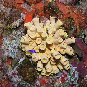 rig coral