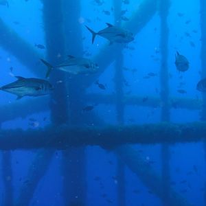 a few fish