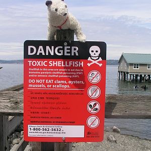 Toxic Shellfish????