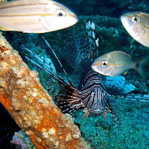 One of these things is not like the others.