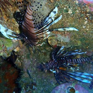 horrible fish - nice colours