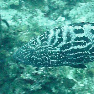 Black-Grouper