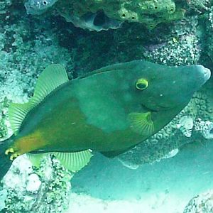 Orange-Spotted-Filefish