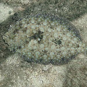 Peacock-Flounder