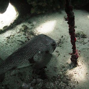 Porcupinefish