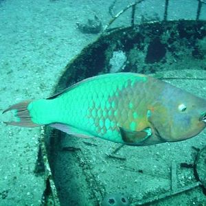 Rainbow-Parrotfish