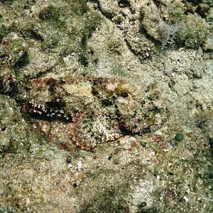 Spotted-Scorpionfish