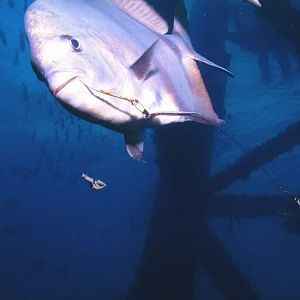 10 Fish on hook on Rig Dive CROP