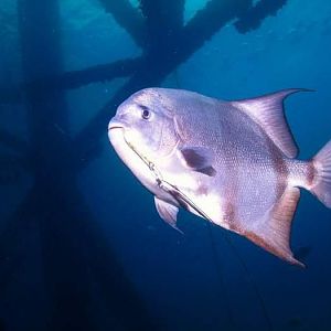 9 Fish on hook on Rig Dive CROP