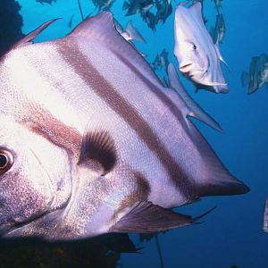 8 Fish on Rig Dive - CROP