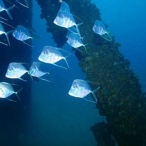 1 Fish on Rig Dive CROP