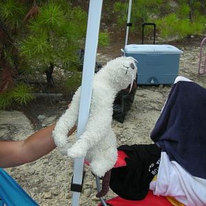 Wet's pole dance