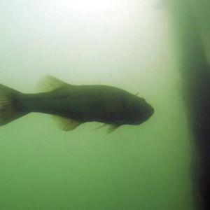 Bass