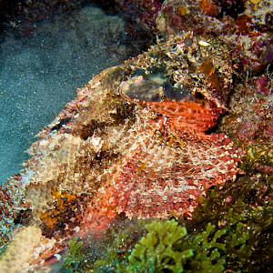 DryTortuga2009PNG1_293487