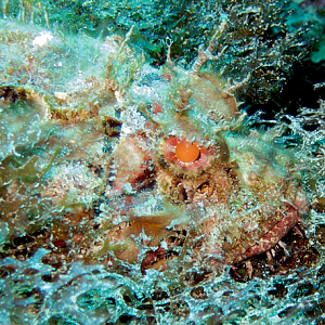 DryTortuga2009PNG11_818176