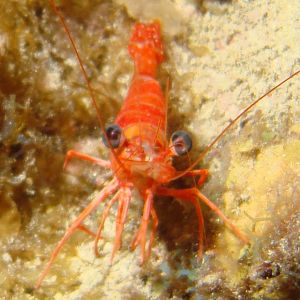 Put anotha shrimp on the barbie