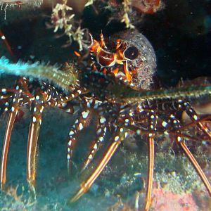 I'm not WHATS for dinner