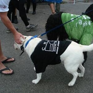 Poco and BamBam make friends 2