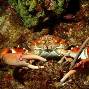 Picture 26 - Crabby