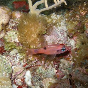 Picture 19 - Cardinalfish