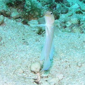 Picture 7 - The Hole Fish