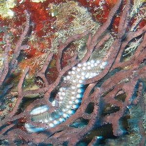 Picture 6 - Fireworm