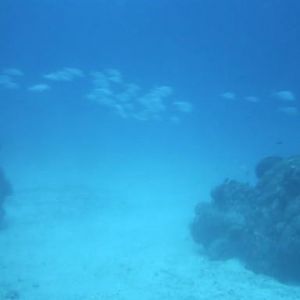 Chankanaab Park Scuba Dive
