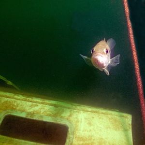 Bass on SailBoat