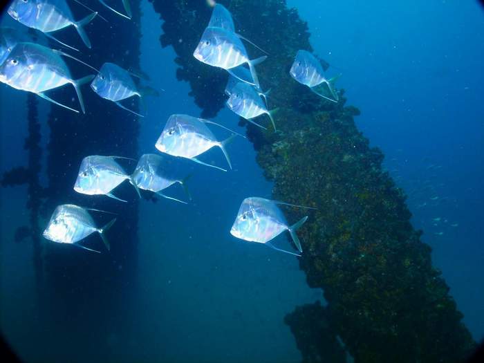 1 Fish on Rig Dive CROP