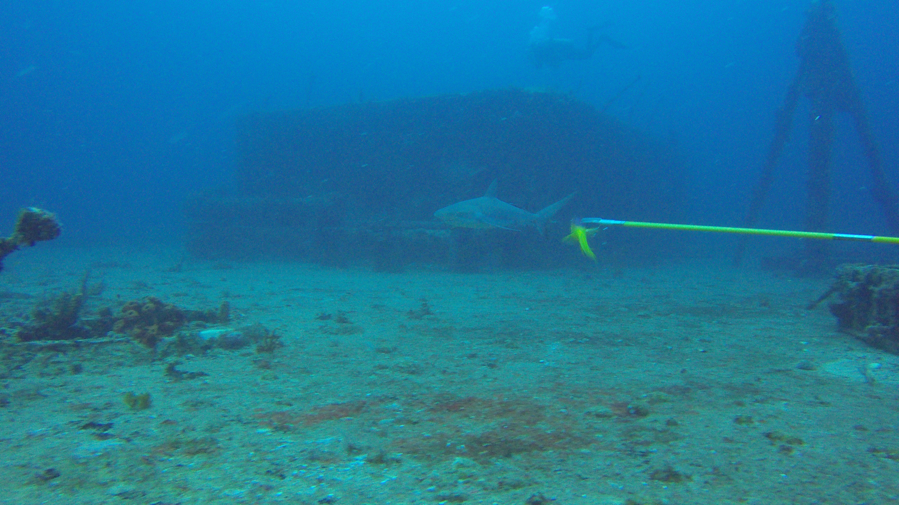 1 - sharks on the WIT Shoal wreck.JPG