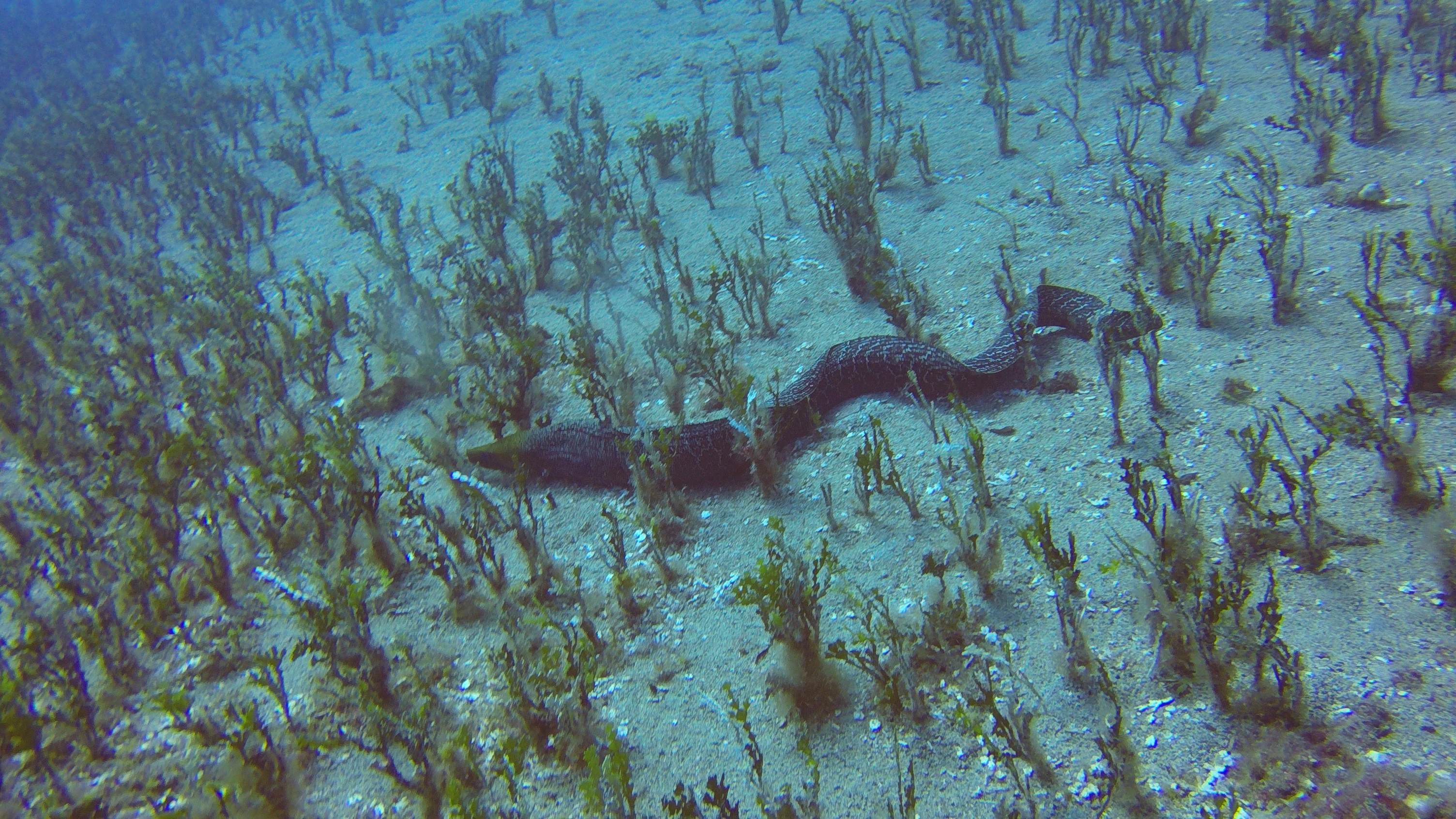 10 Moray