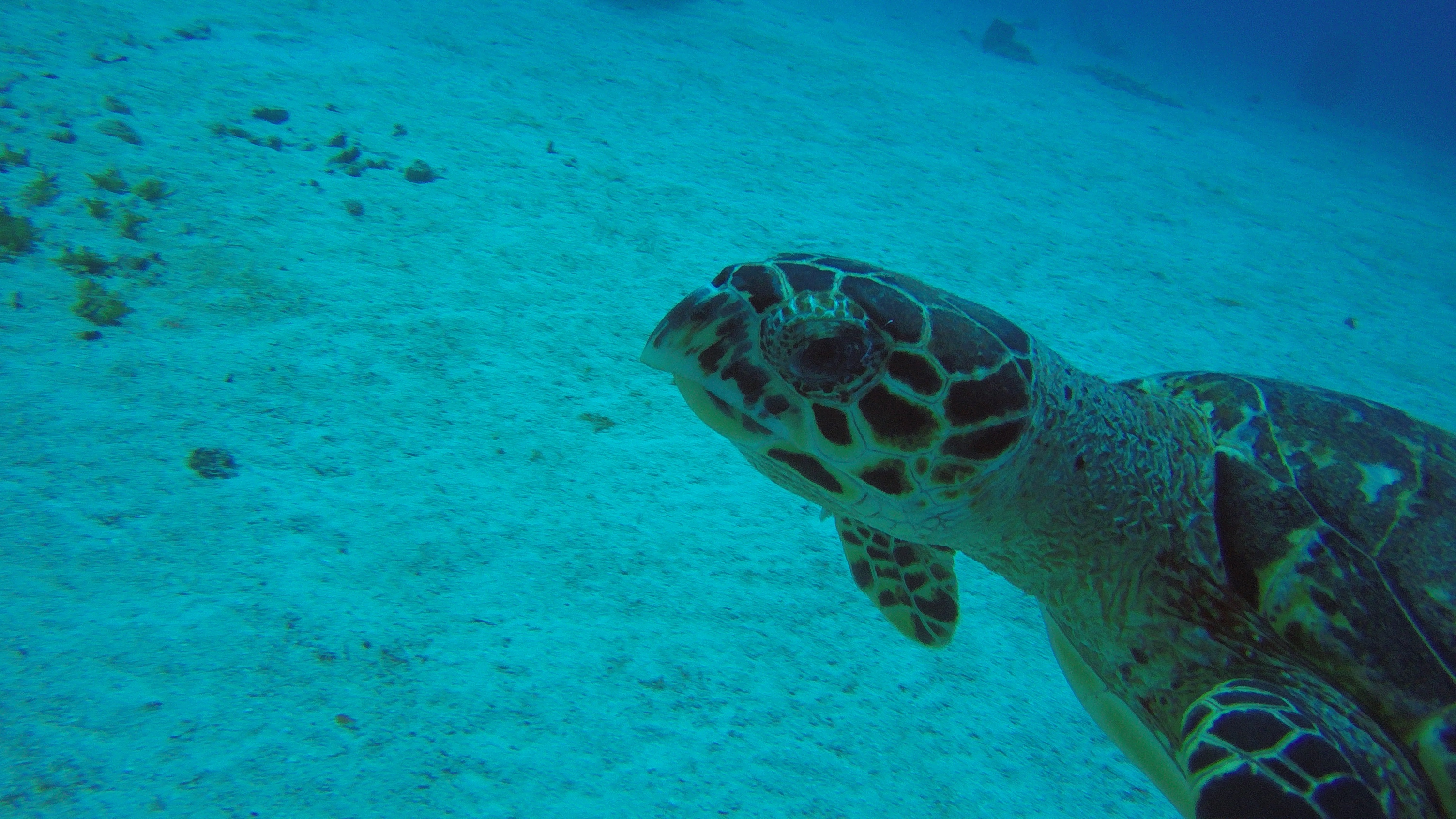 10 - Turtle close-up