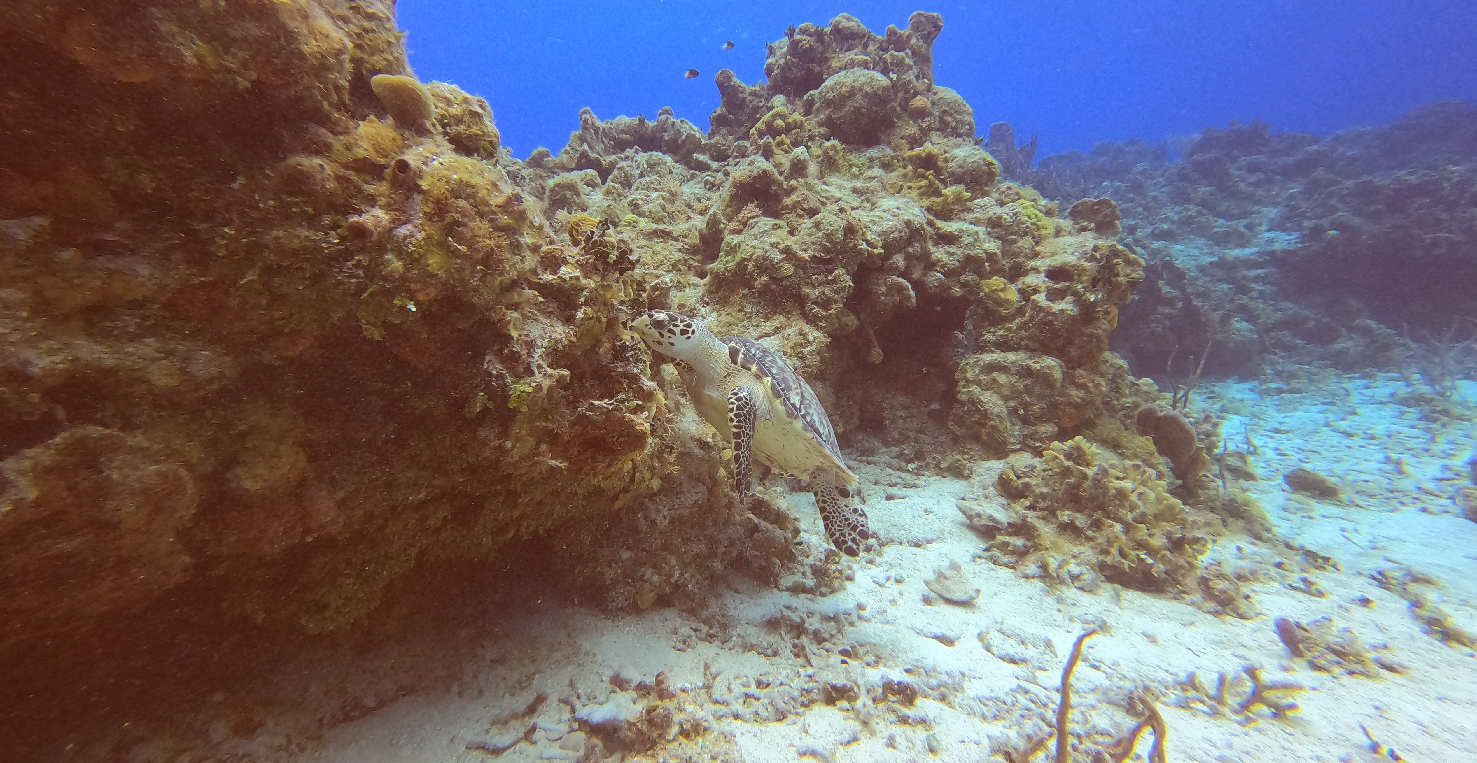 10 - Turtle feeding