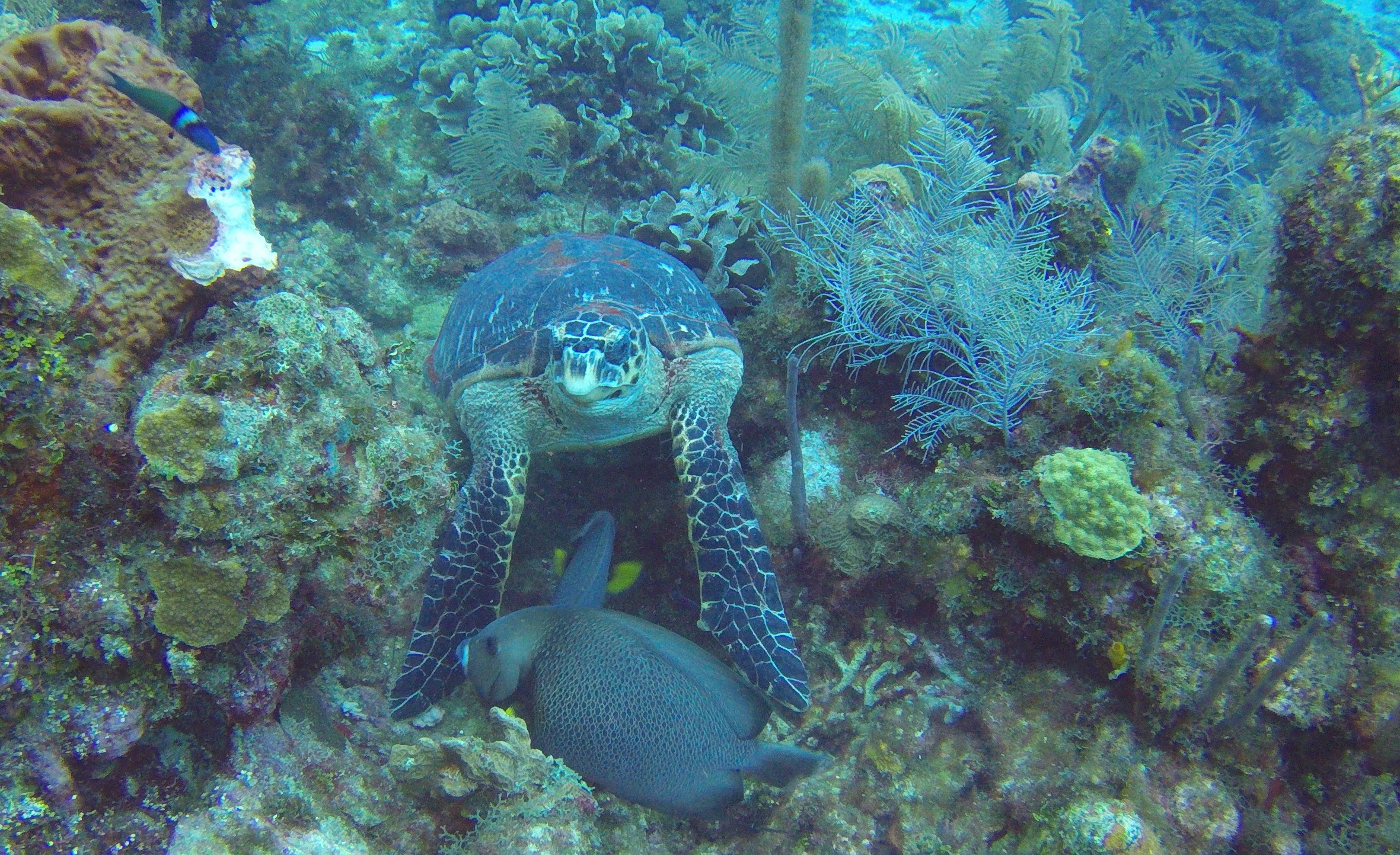 11 - Large turtle