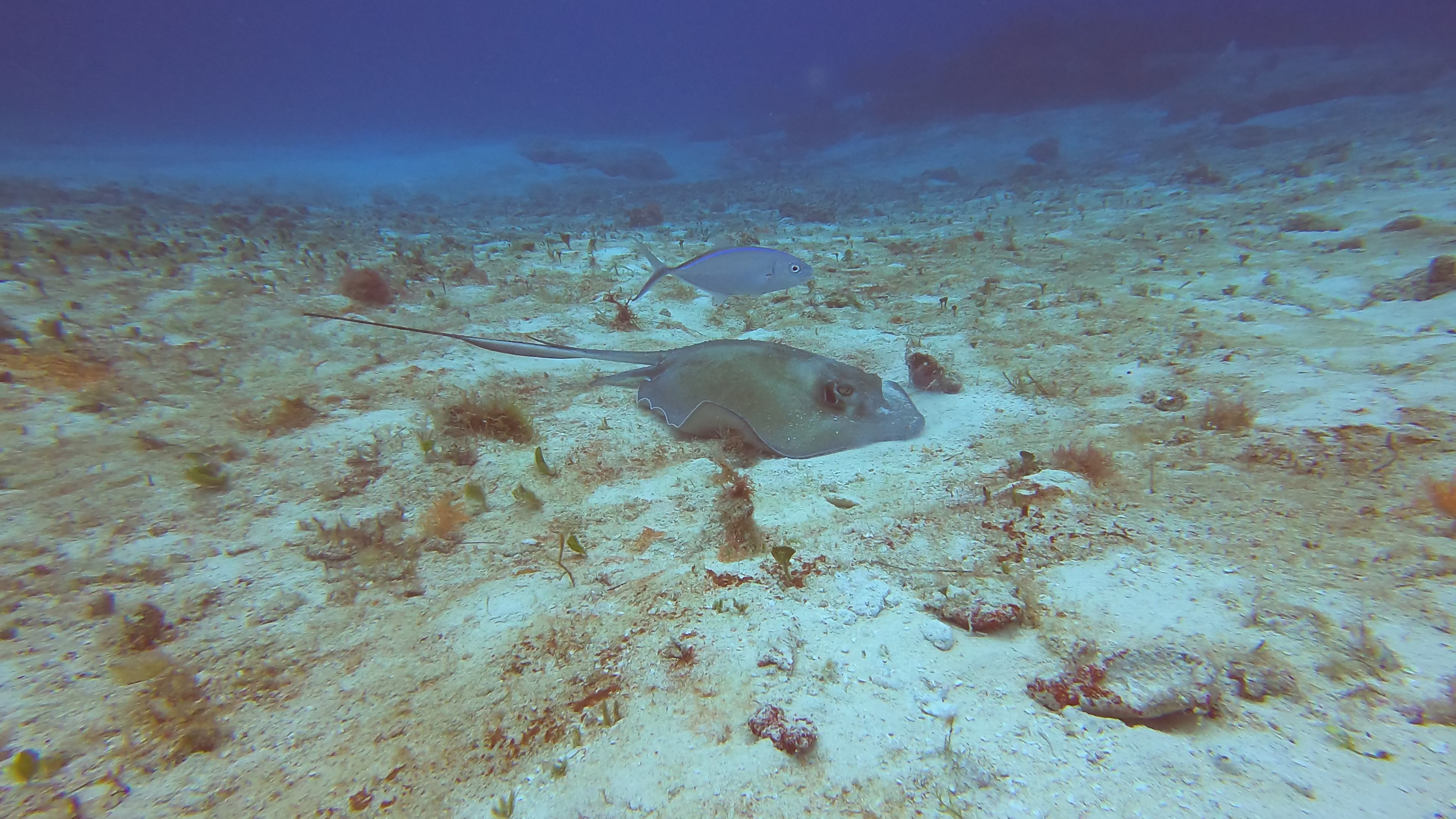 11 - Ray hunting
